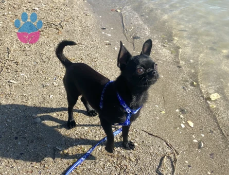 Oğlum Ollie’ye eş arıyorum.