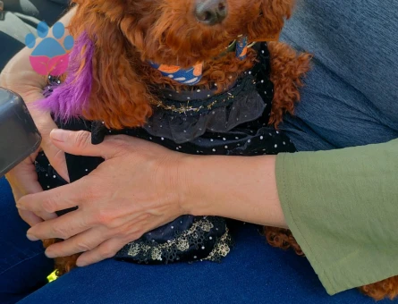 Kızıma eş arıyoruz