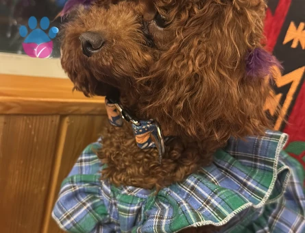 Kızıma eş arıyoruz