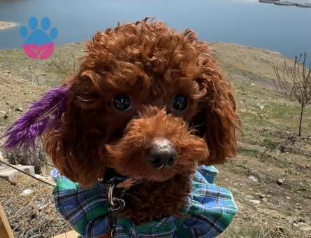 Kızıma eş arıyoruz