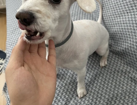 Terrier çiftleştirme erkek - 118977352