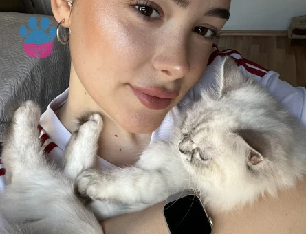 Erkek kedi arıyorum