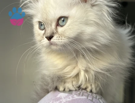Erkek kedi arıyorum