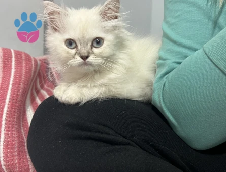 Erkek kedi arıyorum