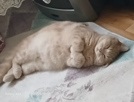 British shorthair kizgin - 118977359
