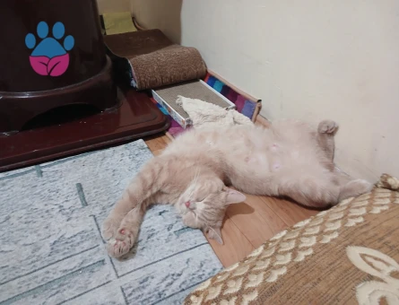 British shorthair kizgin