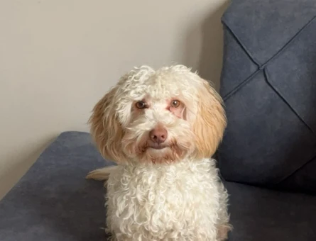 Maltipoo cinsi oğluma eş arıyorum - 118977361