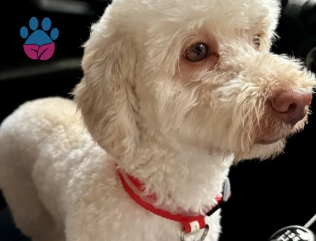 Maltipoo cinsi oğluma eş arıyorum