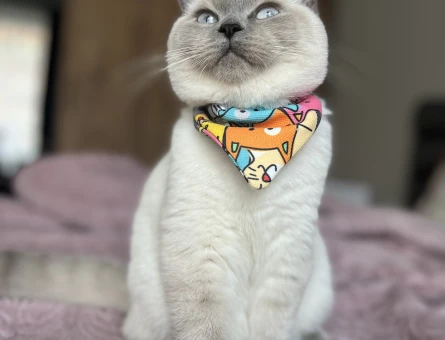 British Blue Point Kızıma Eş Arıyorum - 118977362