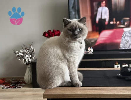 British Blue Point Kızıma Eş Arıyorum