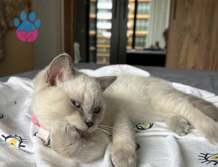 British Blue Point Kızıma Eş Arıyorum