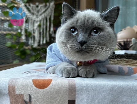 British Blue Point Kızıma Eş Arıyorum