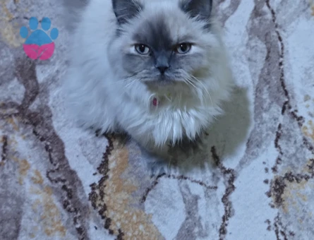 Blue point dişi eş arıyoruz.