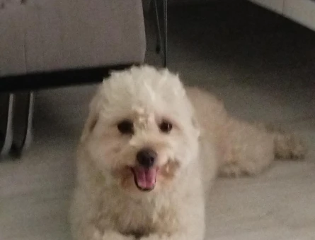 Maltipoo Oğluma Eş Arıyorum - 118969749