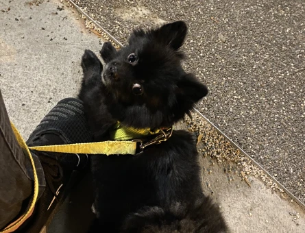Pomeranian Kızım Eş Arıyor - 118969762