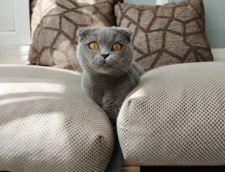 Scottish Fold 1 Yaşında Eş Arıyor - 118969763