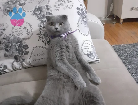 British shortair Kızım İçin Eş Arıyorum