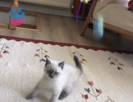 British Kedime Dişi Blue Point arıyoruz