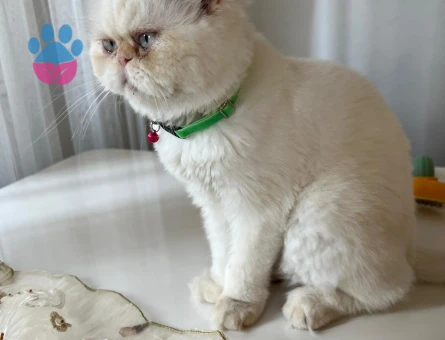 İran kedimize eş arıyoruz