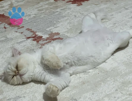 İran kedimize eş arıyoruz