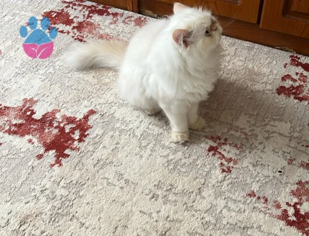 İran kedimize eş arıyoruz