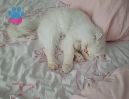 İran kedimize eş arıyoruz