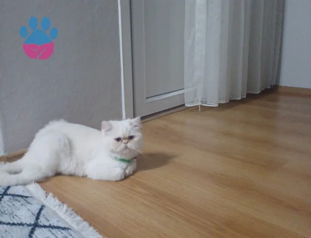 İran kedimize eş arıyoruz