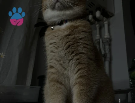 British Shorthair Golden