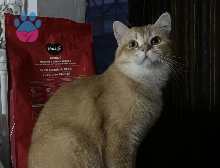 British Shorthair Golden