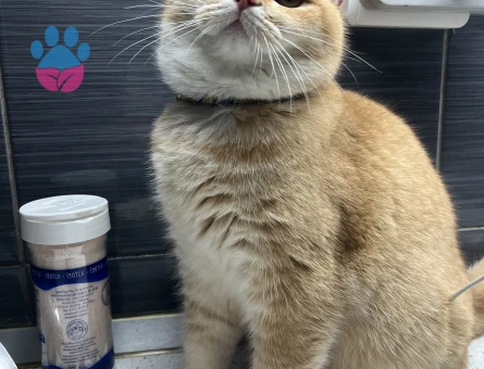 British Shorthair Golden