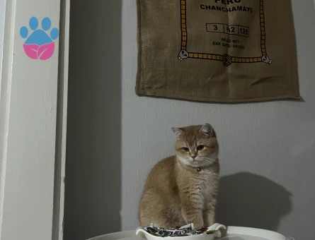 British Shorthair Golden