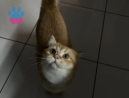 British Shorthair Golden