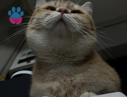 British Shorthair Golden