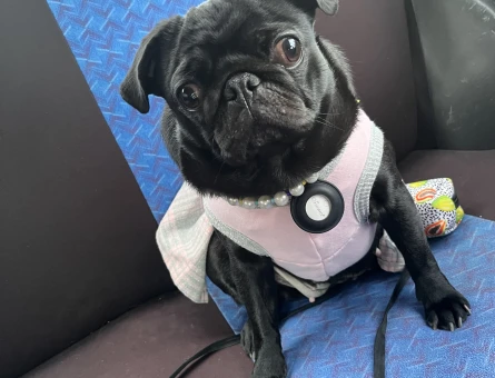 Pug 2 buçuk yaşında - 118977959