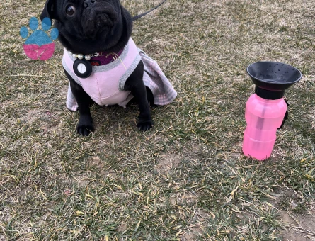 Pug 2 buçuk yaşında