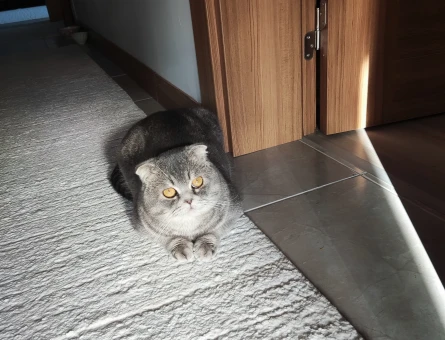 Scottish Fold Shorthair oğlumuza British Shorthair veya British Longhair eş arıyoruz - 118977968