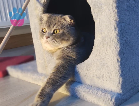 Scottish Fold Shorthair oğlumuza British Shorthair veya British Longhair eş arıyoruz