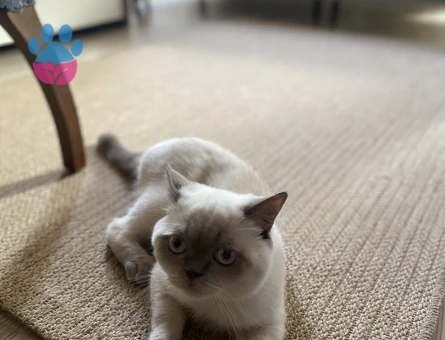 Blue point 11 aylık