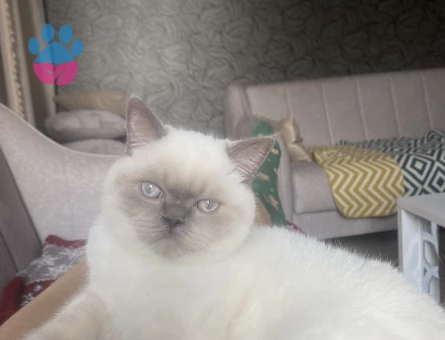 Blue point 11 aylık