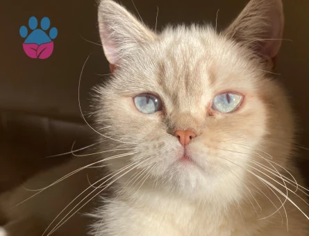Biritish shorthair kedime eş arıyorum