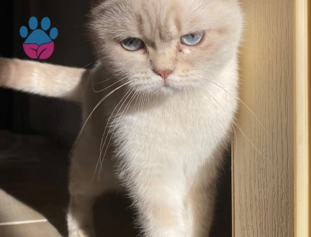 Biritish shorthair kedime eş arıyorum