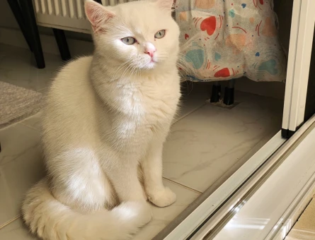 British Shorthair - 118977972
