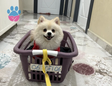 Erkek pomeranian boo