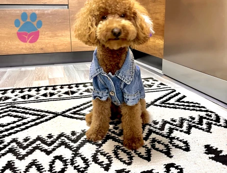 3,5 kg 1,5 yaş Toy poodle oğlumuza eş arıyoruz - 118984249