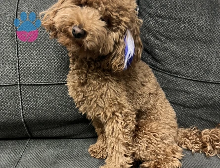 3,5 kg 1,5 yaş Toy poodle oğlumuza eş arıyoruz