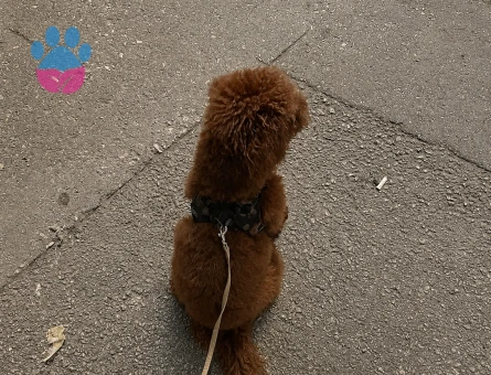Toy Poodle Pablo Eş Arıyor - 118984250