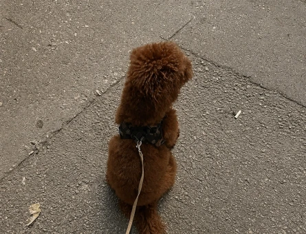 Toy Poodle Pablo Eş Arıyor - 118984250
