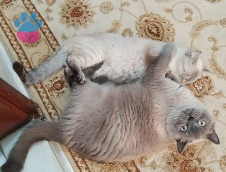 Sütlaç kızıma bir eş arıyorum