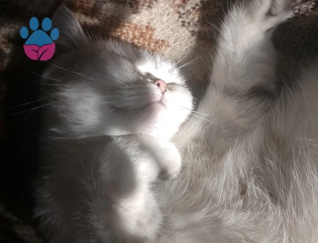 Kayseri British Shorthair 1 Yaşında Eş Arıyor - 118984252