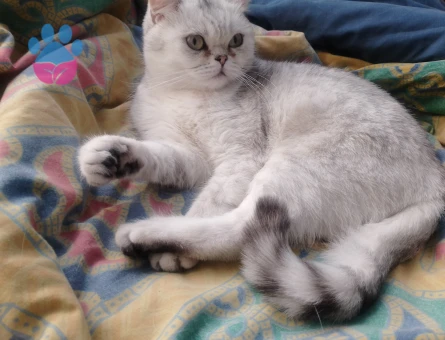 Kayseri British Shorthair 1 Yaşında Eş Arıyor